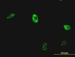 NKX2-5 Antibody in Immunocytochemistry (ICC/IF)