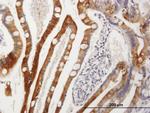 CYP3A4 Antibody in Immunohistochemistry (Paraffin) (IHC (P))