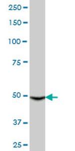 CYP3A4 Antibody in Western Blot (WB)