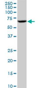 CYP3A4 Antibody in Western Blot (WB)