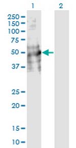 DDC Antibody in Western Blot (WB)