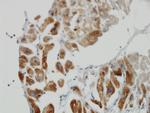 DLD Antibody in Immunohistochemistry (Paraffin) (IHC (P))