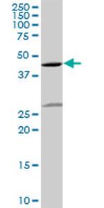 EDG1 Antibody in Western Blot (WB)