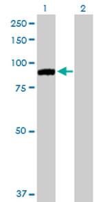 MARK2 Antibody in Western Blot (WB)