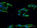 EN2 Antibody in Immunocytochemistry (ICC/IF)