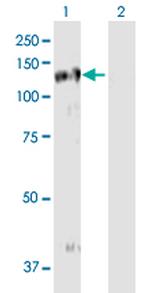 EPHB3 Antibody in Western Blot (WB)