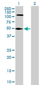 FEN1 Antibody in Western Blot (WB)