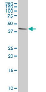 FOXF2 Antibody in Western Blot (WB)