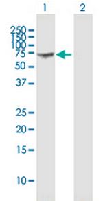 GBP1 Antibody in Western Blot (WB)