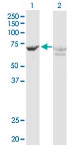 GBP2 Antibody in Western Blot (WB)