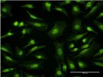 GFRA1 Antibody in Immunocytochemistry (ICC/IF)