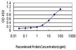 GJB3 Antibody in ELISA (ELISA)