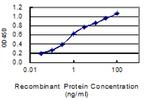 GLB1 Antibody in ELISA (ELISA)