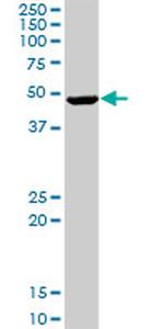 GRB7 Antibody in Western Blot (WB)