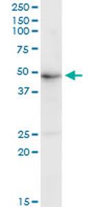 GRB7 Antibody in Western Blot (WB)