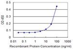 GSTT1 Antibody in ELISA (ELISA)