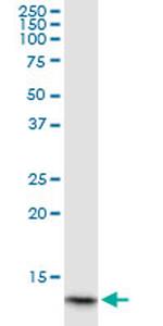 HBA1 Antibody in Western Blot (WB)