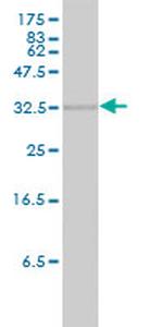 HMOX2 Antibody in Western Blot (WB)