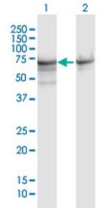 HSPA1A Antibody in Western Blot (WB)