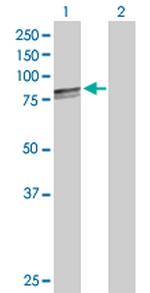 HSPA9 Antibody in Western Blot (WB)