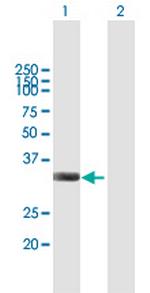 IFI35 Antibody in Western Blot (WB)