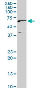 IFIT3 Antibody in Western Blot (WB)