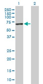 IFIT3 Antibody in Western Blot (WB)