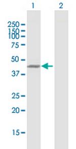 JUN Antibody in Western Blot (WB)