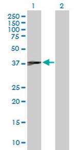 JUNB Antibody in Western Blot (WB)