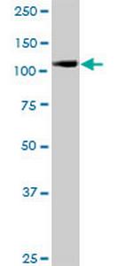 RANBP5 Antibody in Western Blot (WB)