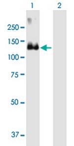 MCF2 Antibody in Western Blot (WB)