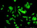 ME1 Antibody in Immunocytochemistry (ICC/IF)