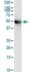 MECP2 Antibody in Western Blot (WB)