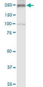 MYH9 Antibody in Western Blot (WB)