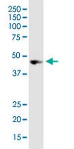 NODAL Antibody in Western Blot (WB)