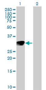 NTF3 Antibody in Western Blot (WB)