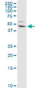 PA2G4 Antibody in Western Blot (WB)