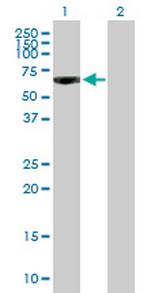 PDE9A Antibody in Western Blot (WB)