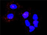 PLK1 Antibody in Proximity Ligation Assay (PLA) (PLA)