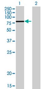 MAPK6 Antibody in Western Blot (WB)