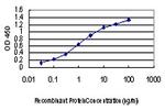 MAPK13 Antibody in ELISA (ELISA)