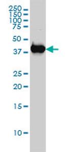 MAPK13 Antibody in Western Blot (WB)