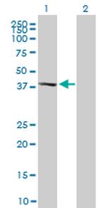 MAPK13 Antibody in Western Blot (WB)