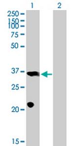 PROP1 Antibody in Western Blot (WB)