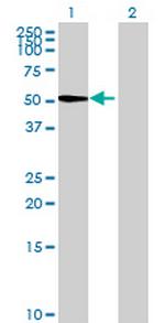 PSG6 Antibody in Western Blot (WB)