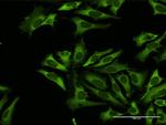 RARS Antibody in Immunocytochemistry (ICC/IF)