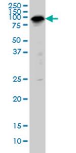 SP1 Antibody in Western Blot (WB)