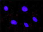 STK4 Antibody in Proximity Ligation Assay (PLA) (PLA)