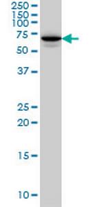 STXBP1 Antibody in Western Blot (WB)