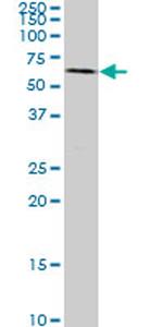 SYN1 Antibody in Western Blot (WB)